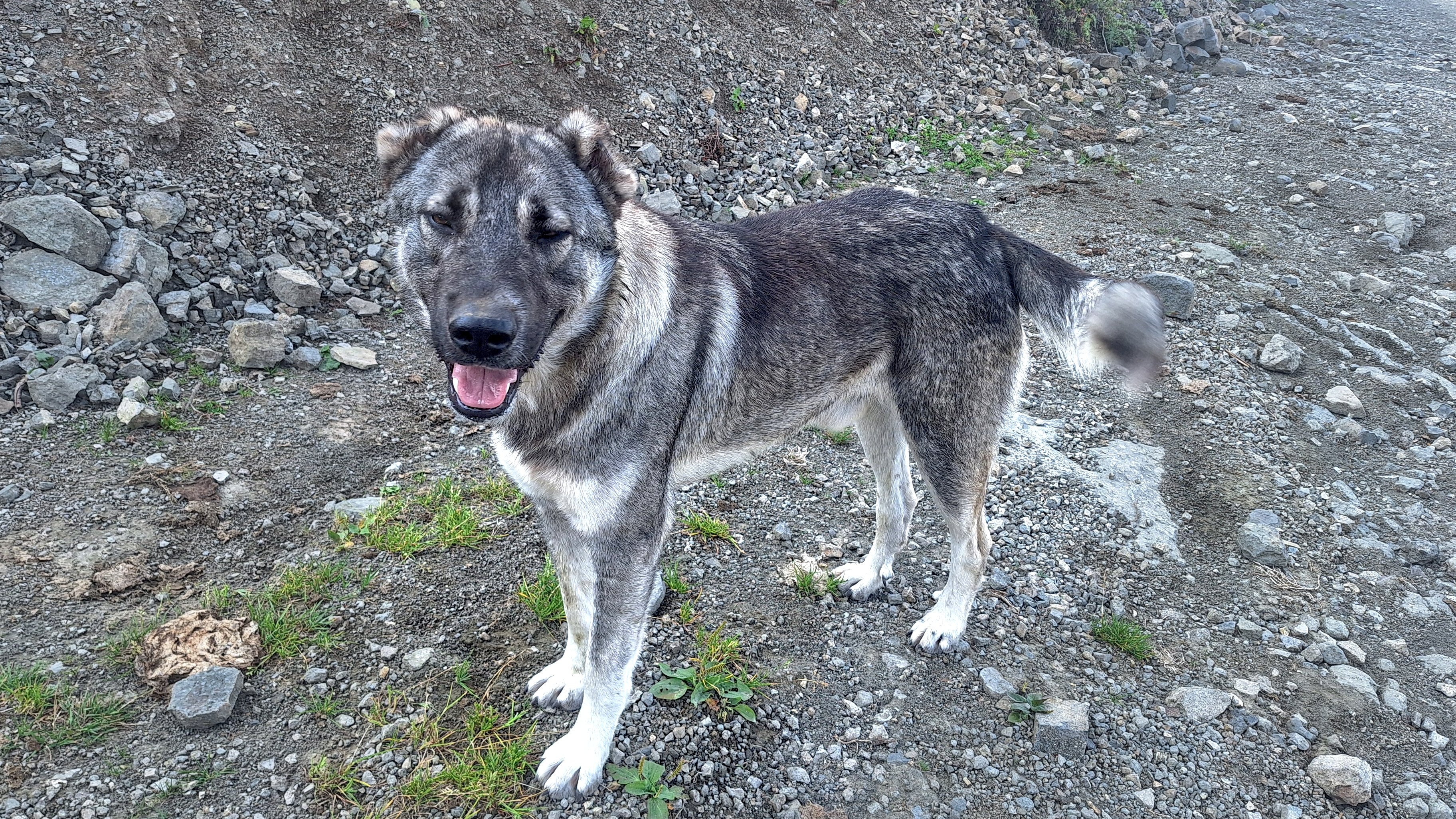 Georgien Strassenhund