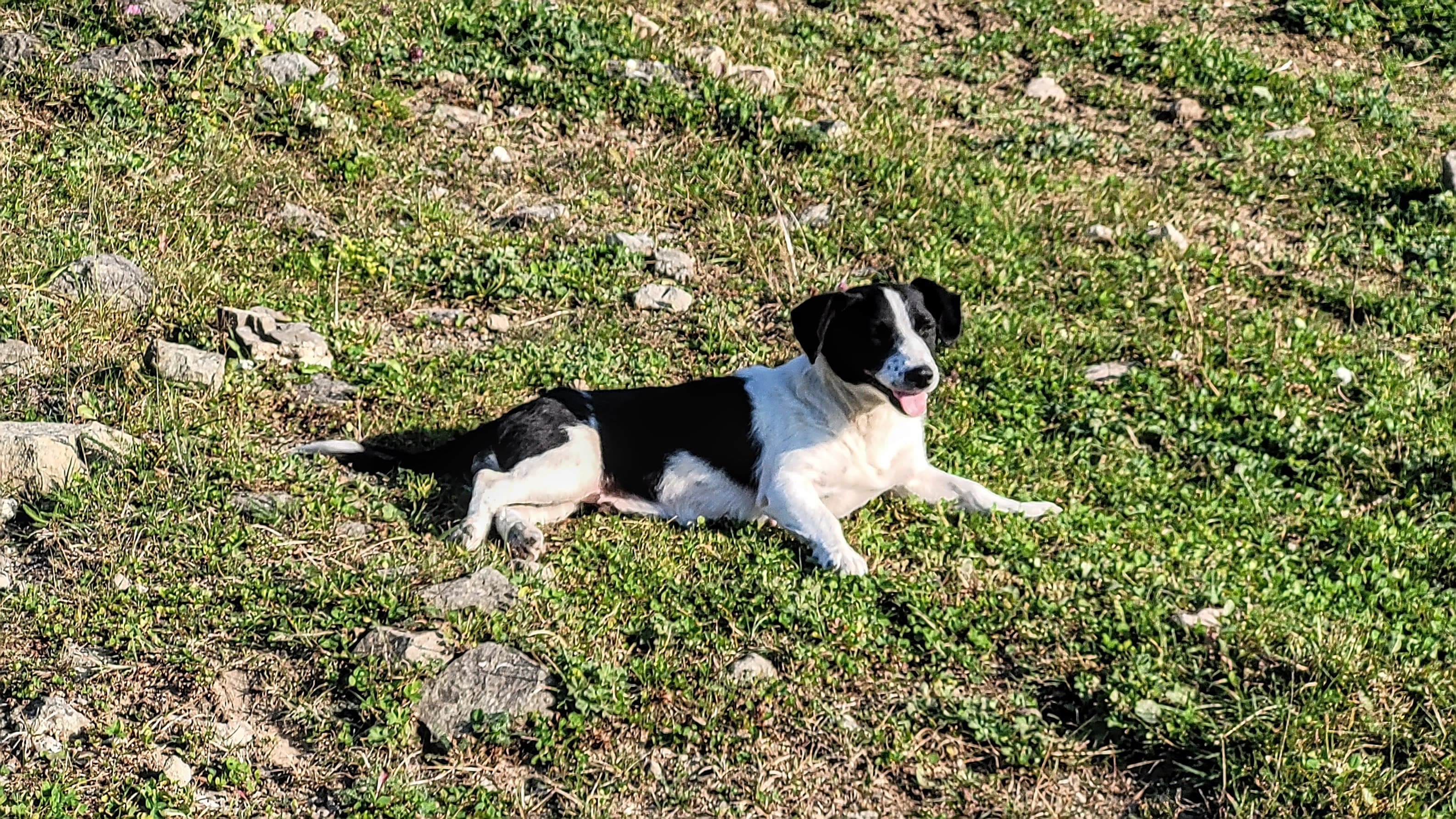 Georgien Hundi