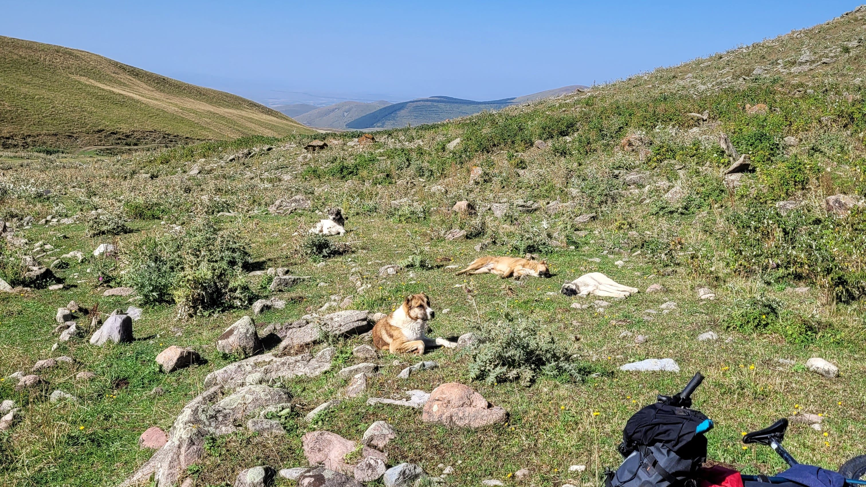 Georgien Straßenhundgang