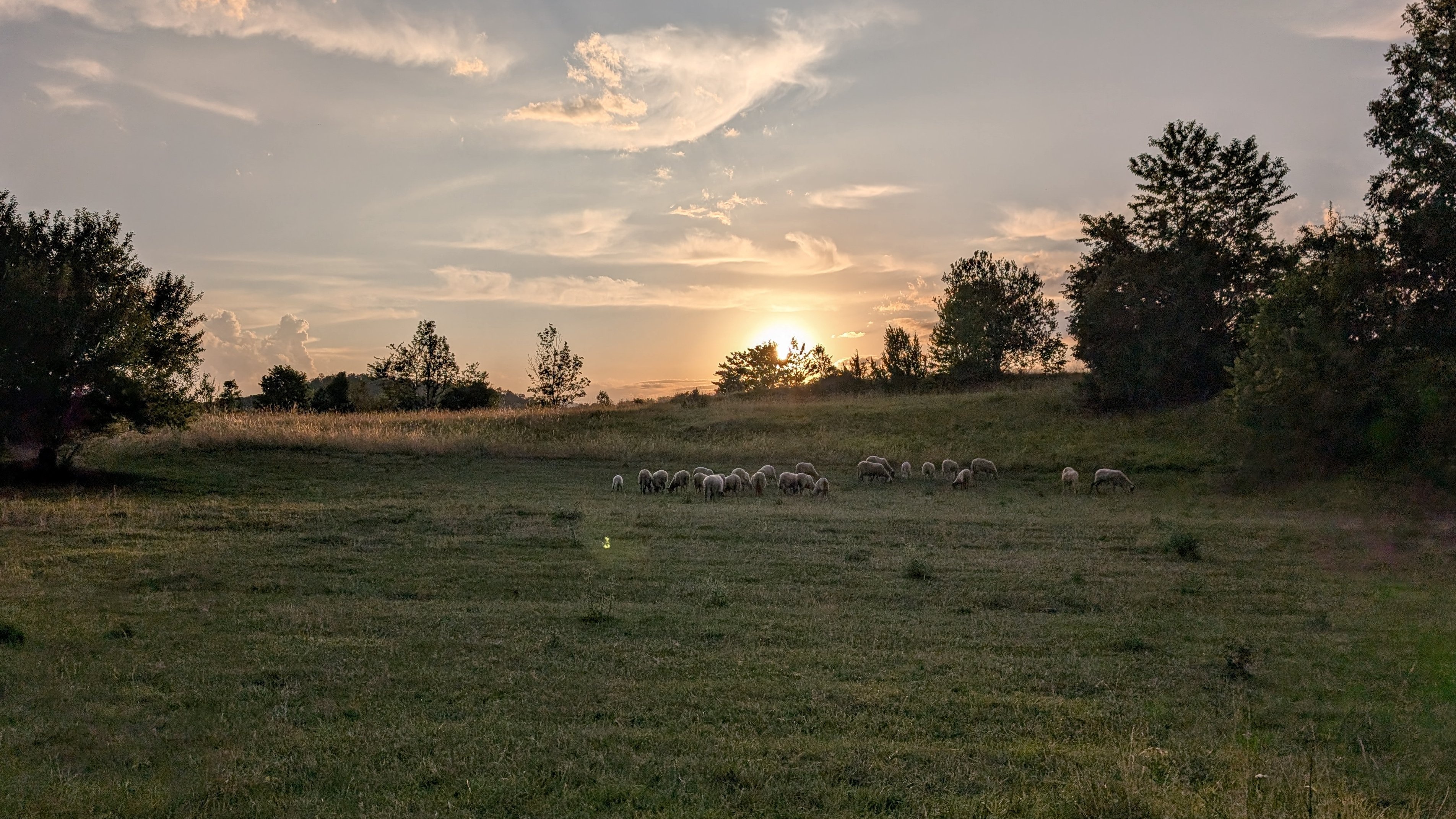 Velebit - Schafe im Sonnenuntergang