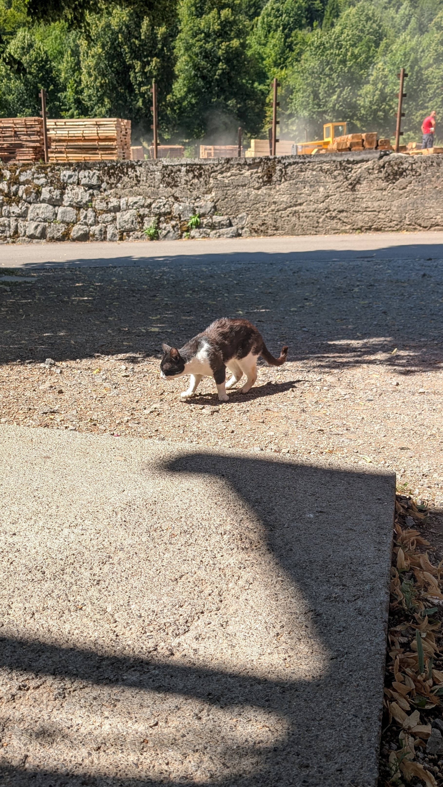 Velebit - Katze