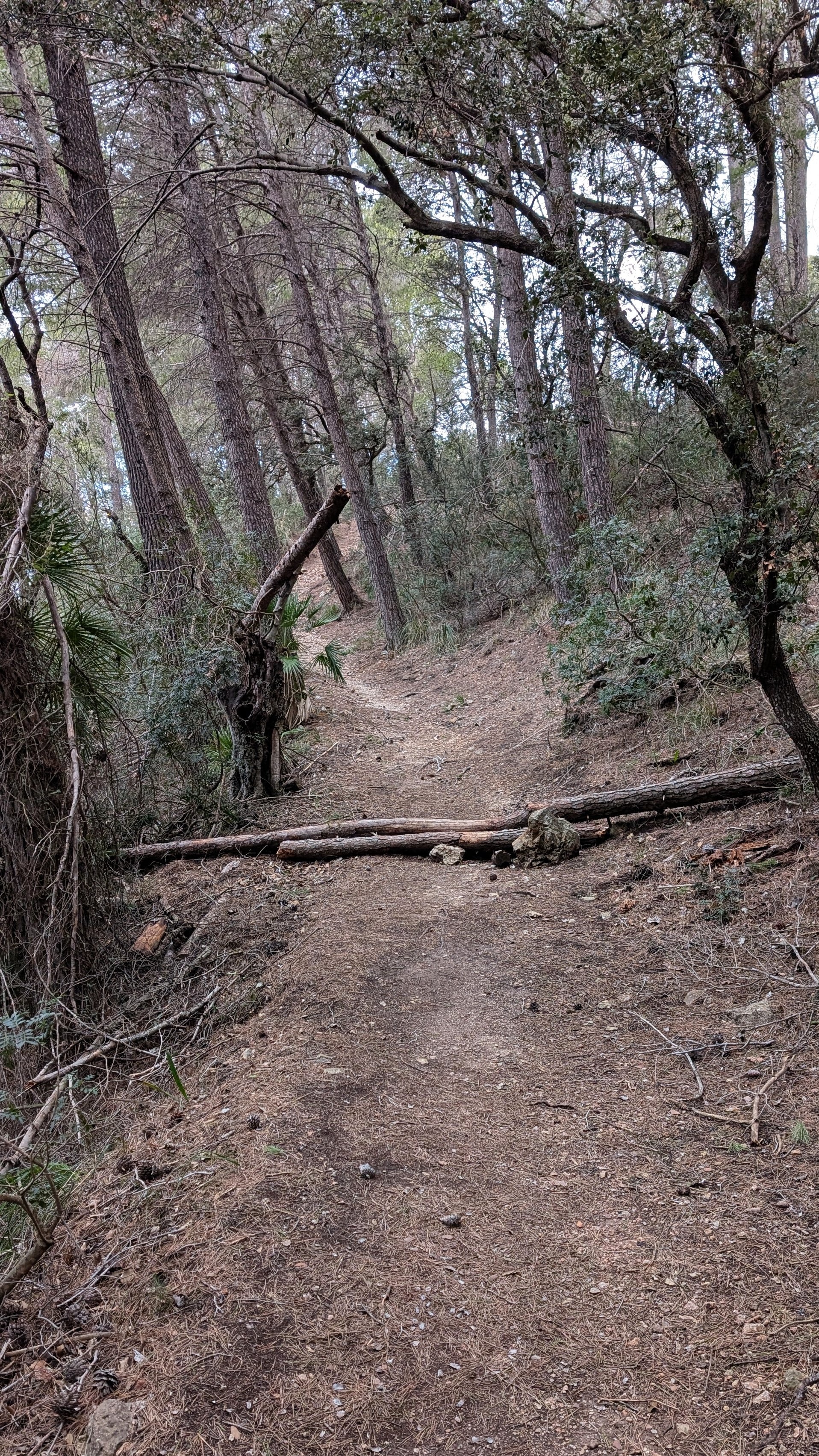 mallorca - Waldweg nach Estellencs