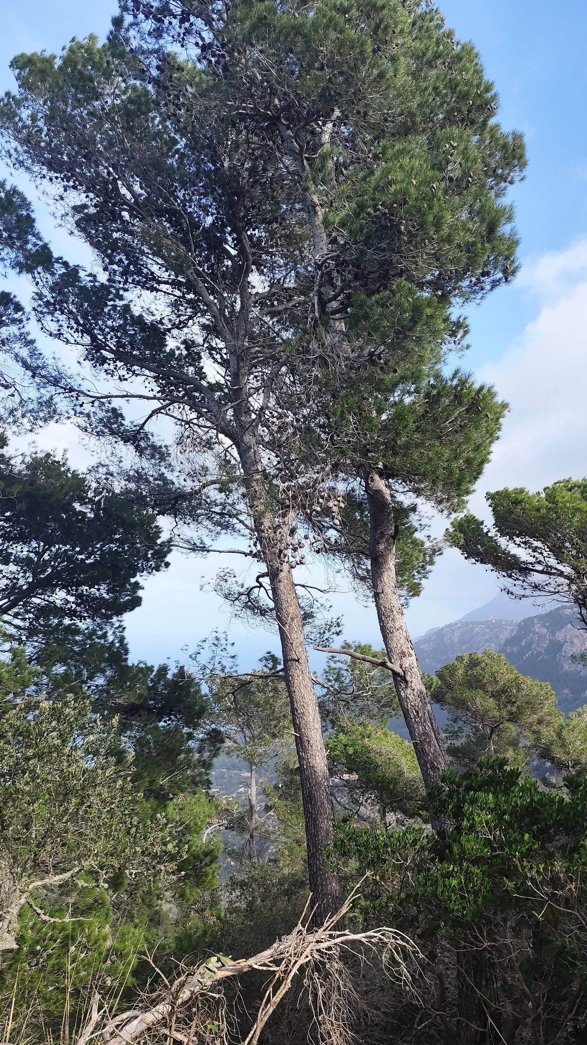 mallorca - Aussicht von Weg über Küste