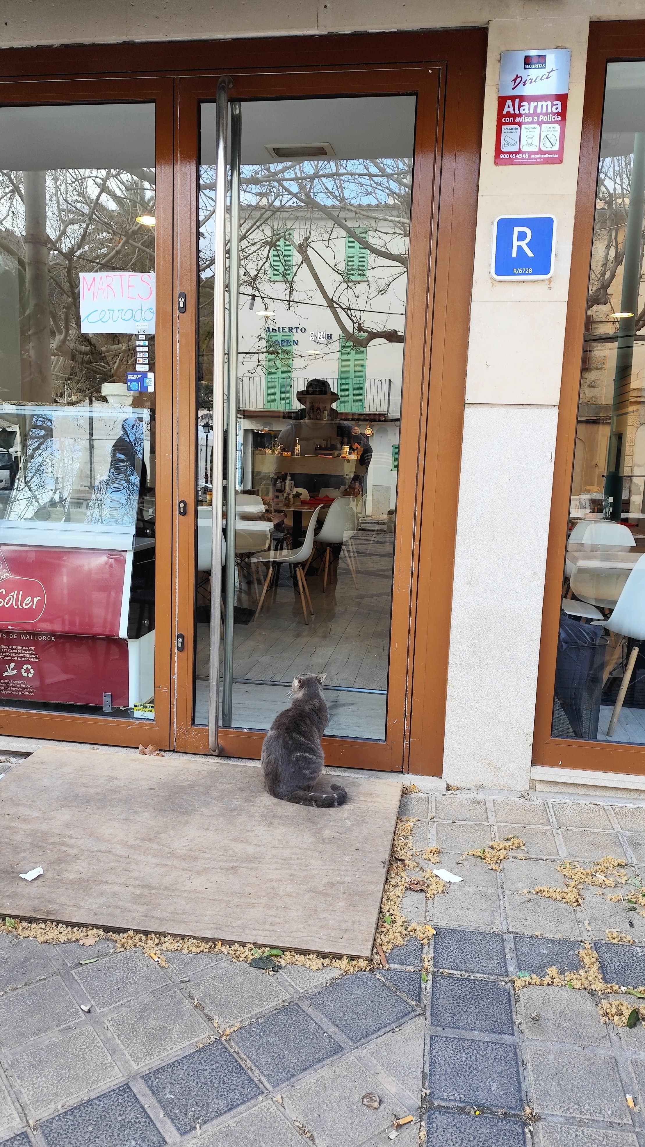 mallorca - Katze will ins Restaurant in Esporles