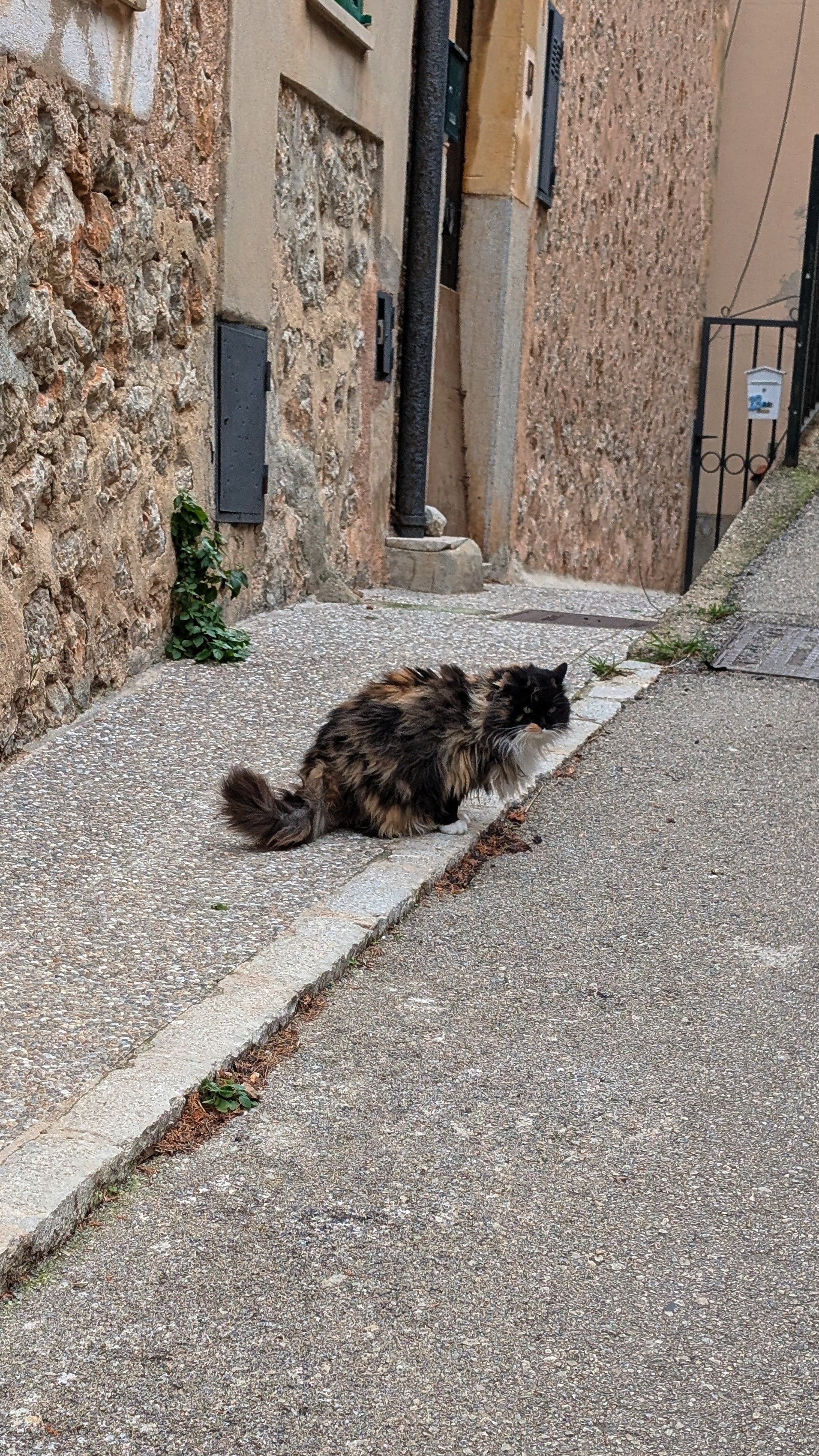 mallorca - Katze in Banyalbufar