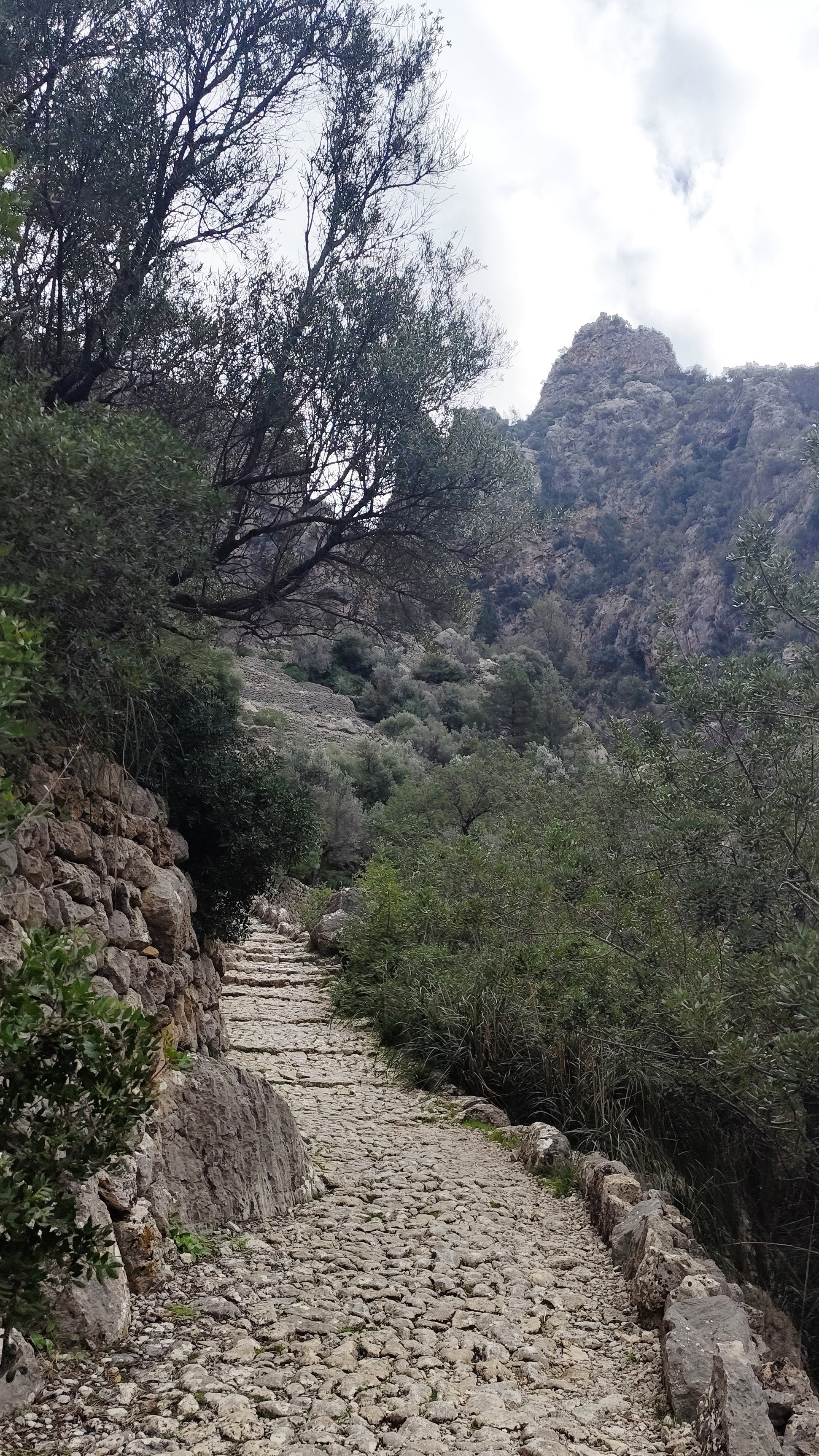 mallorca - Trockensteinpfad zwischen Olivenbäumen bei Soller