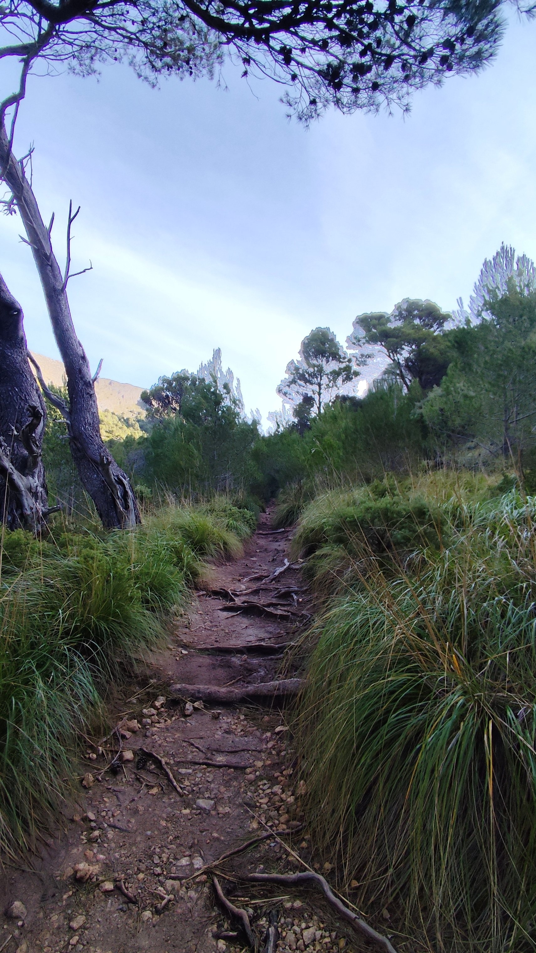mallorca - "Flussbett" Richtung COl des Prat