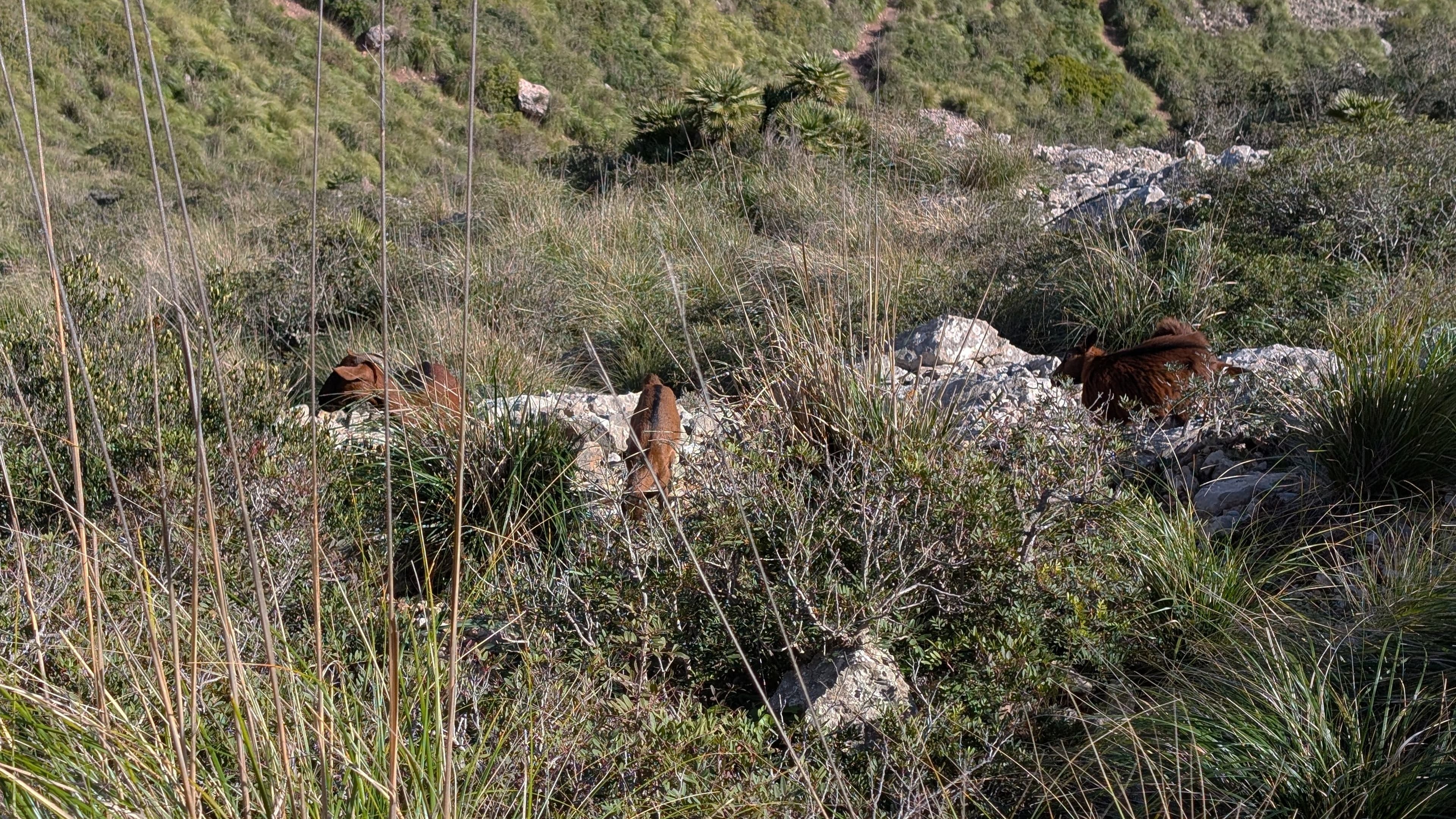 mallorca - Ziegen am Berg