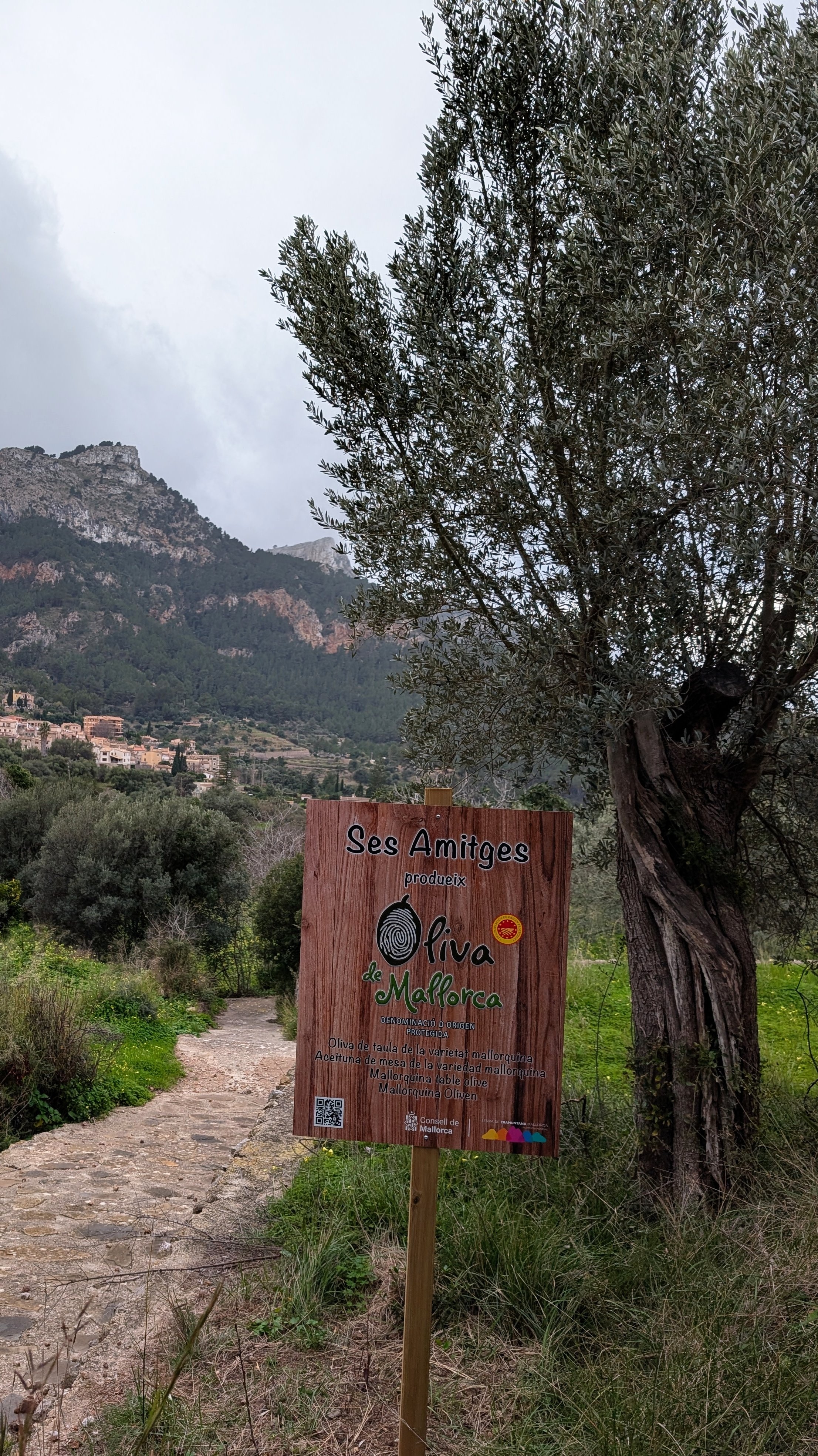 mallorca - Oliven überall